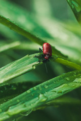 bug on leaf