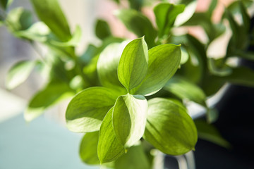 close up of green plant with fresh leaves