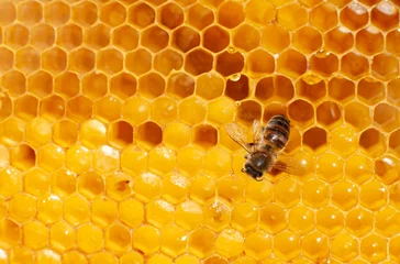 Fotobehang a bee sits on a honeycomb with honey where there are drops with nectar. Yellow Hexagons Texture © yanapopovaiv