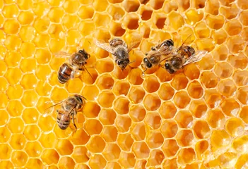 Fotobehang five bees sitting on a yellow honeycomb collect honey, visible drops of flower nectar. Macro of insects visible wings, eyes © yanapopovaiv