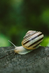 snail on a leaf