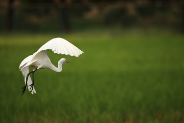 white heron flying in the green field