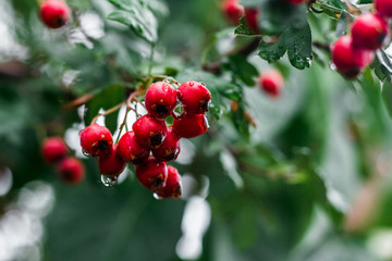 red berries on a branch