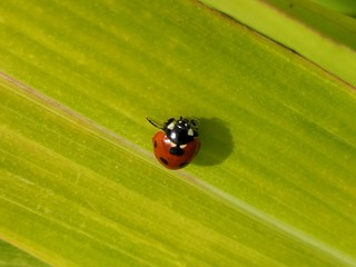 Portrait of ladybug walking around a grass leaf