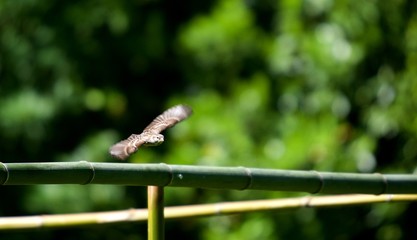 Moineau