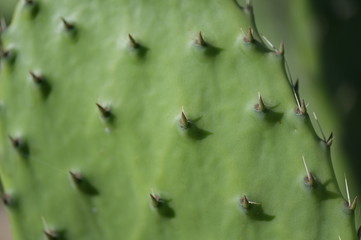 Partial view of a green cactus in the mountains of Finestrat-Spain.