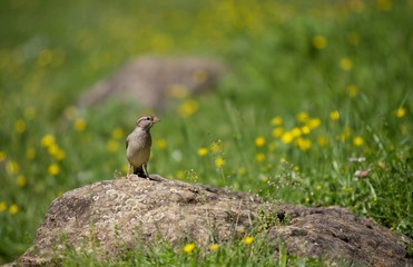 Moineau