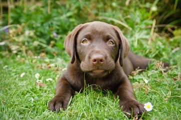 portrait of chocolate labrador puppy