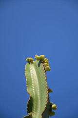 A blooming cactus with yellow buds in front of a blue sky.