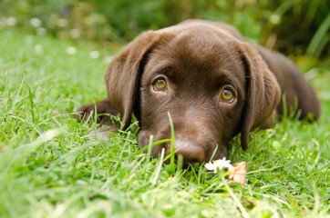 portrait of chocolate labrador puppy