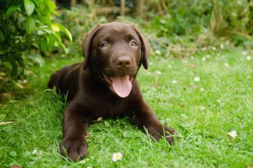 portrait of chocolate labrador puppy