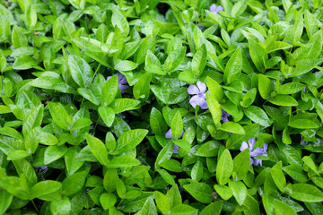 Vinca minor (Apocynaceae), outdoor plants 2020