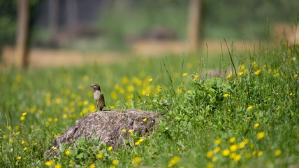 Oiseau