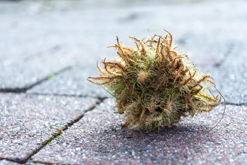 Small square of feathery moss discarded on paving