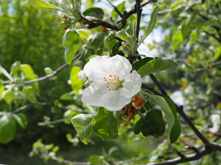 Pastel tones Spring blossom apple tree macro.