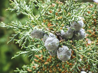 Cypress branch with blue green seeds close up. Bald Cypress tree seeds pods. Fragment of decorative evergreen conifer tree Cypress with seeds.Very popular for landscaping design and gardening.