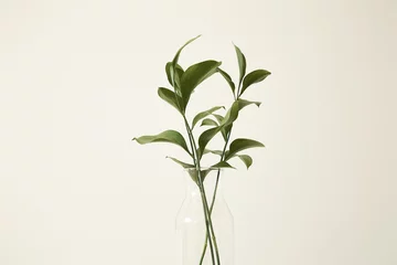 Plexiglas foto achterwand Green plants with fresh leaves in glass vase © LIGHTFIELD STUDIOS