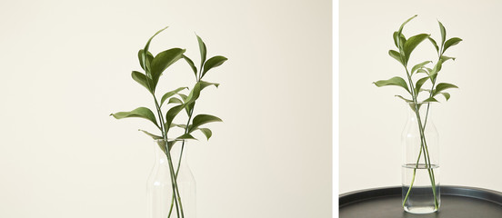 Collage of green plants with fresh leaves in glass vases