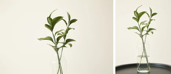 Abwaschbare Fototapete Collage of green plants with fresh leaves in glass vases © LIGHTFIELD STUDIOS