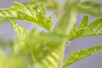 Young tomato leaves with a dewdrop.Selective focus.