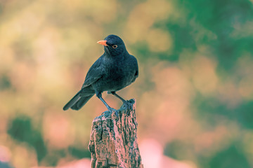 Blackbird. Golden hour garden bird at sunrise or sunset