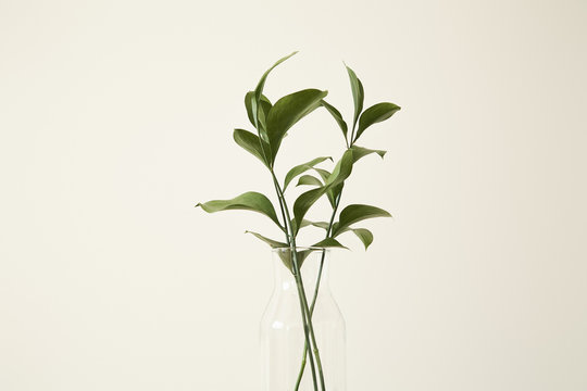 Green Plants With Fresh Leaves In Glass Vase