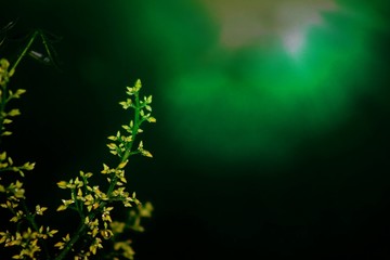 green leaves background