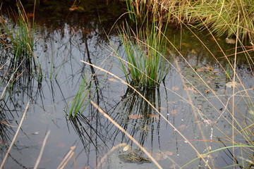 Hechtmoor im Herbst 2019