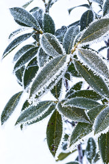 Leaves in the snow.