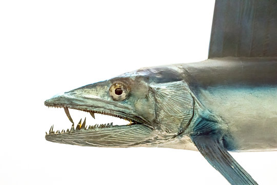 Lancetfish. Close-up of a monster looking fish, Alepisaurus ferox. Long deepwater fish preserved specimen.