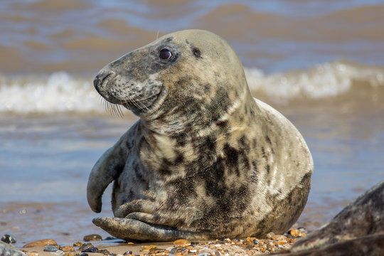 Grey seal. Beautiful animal portrait image of an adult male gray seal Halichoerus grypus.