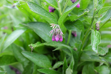 Symphytum officinale (Boraginaceae), outdoor plants 2020