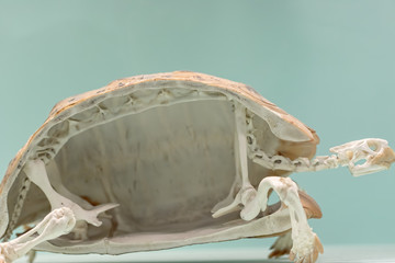 Animal adaptation. Cross section of a tortoise skeleton.