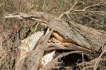 Split tree trunk damage. Tree blown down in high wind