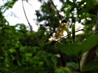 bird on a branch