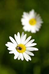 Obraz premium Marguerite