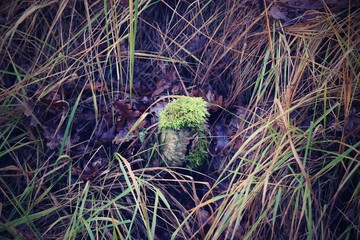 Hechtmoor im Herbst 2019