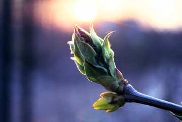 Beautiful decline and nature