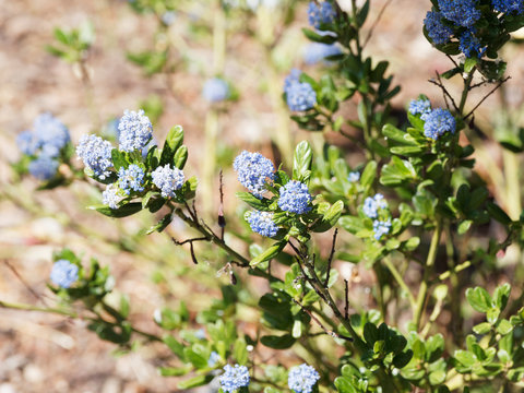 (Ceanothus thyrsiflorus 'Blue Sapphire') C&eacute;anothes bleu saphyr ou lilas de Californie
