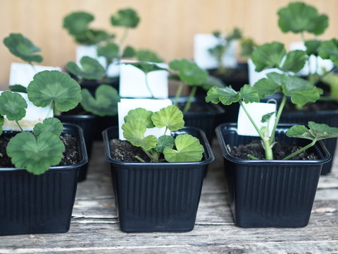 Vestibulum flora.Plantis geranium flores plantavit in nigrum ollis pro semino.