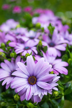 Close up on Colorful osteospermum sunflowers blooming during spring season