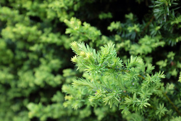 Taxus baccata L. (Common yew), outdoor plants 2020