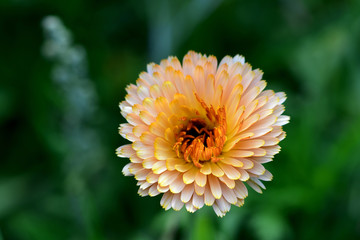 Close-up of orange flowers in the garden.