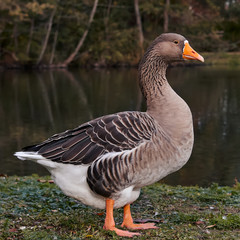 Wild goose by the side of a lake