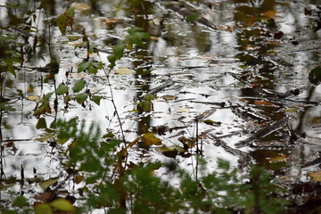 Hechtmoor im Herbst 2019