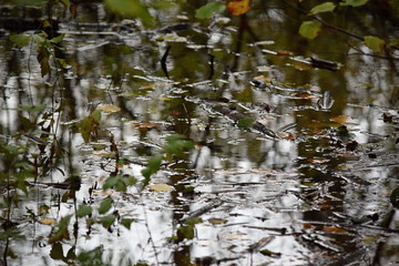 Hechtmoor im Herbst 2019