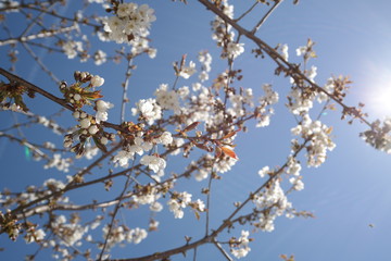 cherry blossom in spring