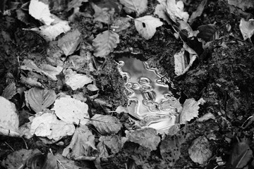 Hechtmoor im Herbst 2019