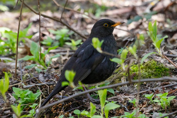 common blackbird