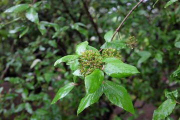 Viburnum burkwoodii (Gulder Rose), outdoor plants 2020
